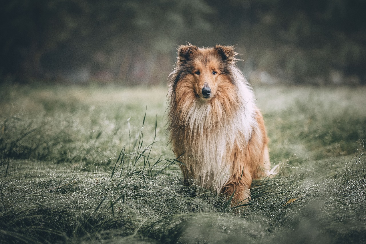 How to Teach Your Dog to Balance Treats on Their Nose